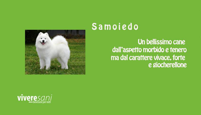 Dai paesi nordici arriva il Samoiedo Dai paesi nordici arriva il Samoiedo